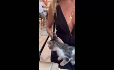 Amanda Holden's Cleavage Kitten Play