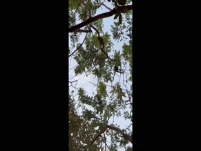 lauraperlongo: monkey climbing in trees