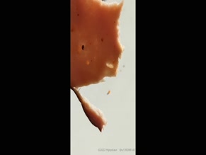 hippotaur eating processed meat