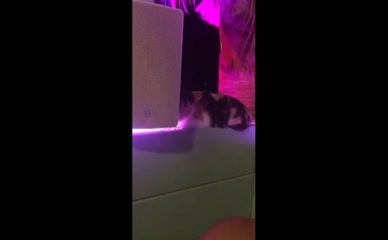 Maria Valero topless cat video