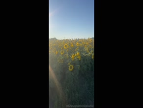 alchemicalreaction: Expansive sunflower vista, devoid of figures