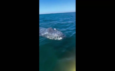 Julianne Hough bikini whale watching turtle release.