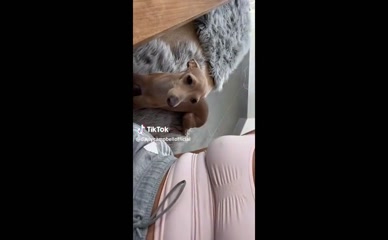 Daisy Campbell cleavage dog TikTok