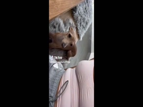 Daisy Campbell cleavage dog TikTok
