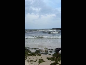 sweetiealyonafree: Pigeon on beach with waves