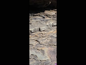 nikkinikki8219 lizard on rocks