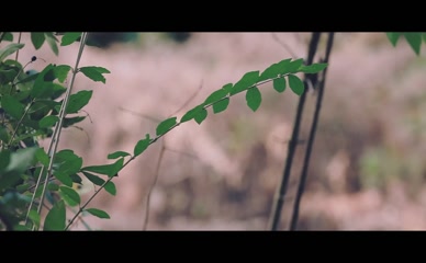 Skyhook Suicide Nude Forest Shoot