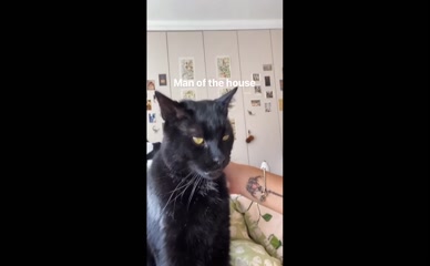 Ramona Marquez cat petting.