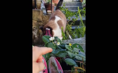 the.real.ninja.girl: Cat with strawberry plants