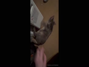 holyheck cat belly rubs