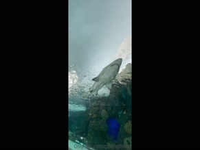 insideonlyfanspod Woman Filming Marine Life In Aquarium