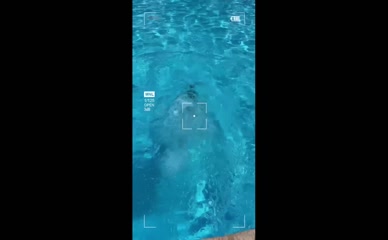 hannarosevip bikini cleavage buttocks