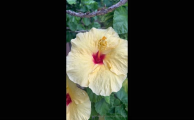 krystalkitten828 video of flowers and plants