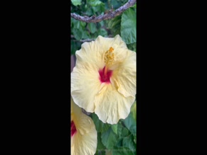 krystalkitten828 video of flowers and plants
