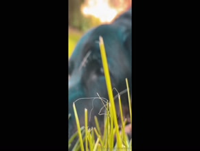 leahwbrooke: Video shows dog, no explicit human content.