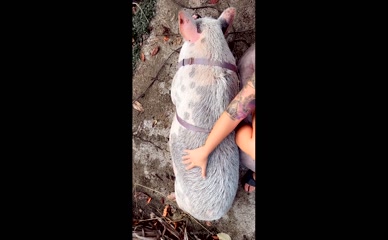 LokiKypo Pig Petting Tits