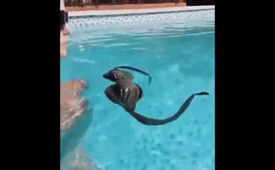 Amanda Cerny bikini top falls off in pool