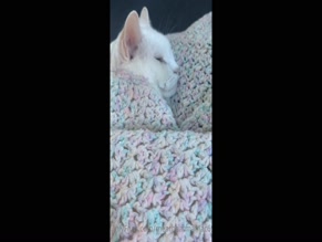 meatbeatmaniac69 white cat purring loudly, petted under blanket