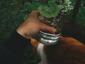 Alfigarden