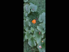 masterapollogod: Garden plants and orange gourds