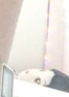 PIMENTA SUICIDE