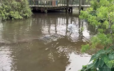 cocovandi: Alligator and bird in water