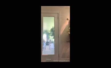 ASMR Puffin Thong Dance