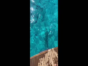 Julianne Hough dives into ocean, nude ass visible