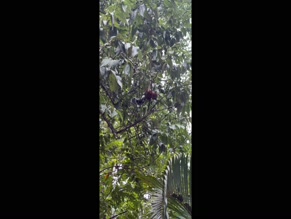 jameswithlola00:00 Exposed genitalia