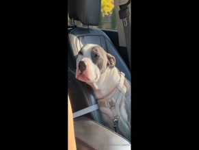 Medusababe666's Pitbull Passenger Snoozes
