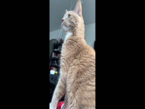 Sofiaryukfree Cat Thong Tease